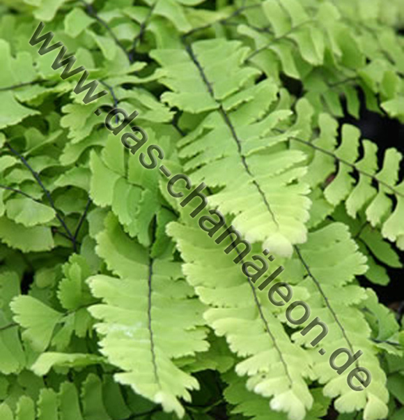 Streifenfarn oder Asplenium